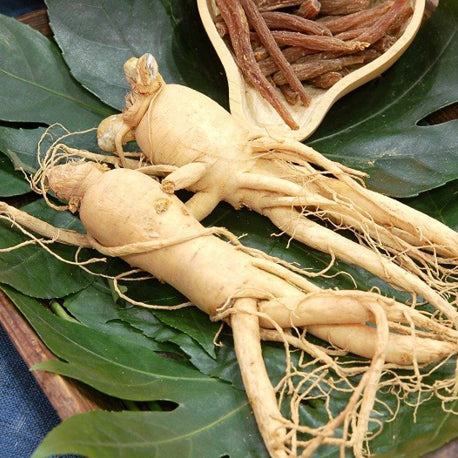 Panax Ginseng: Warum er als der beste Ginseng der Welt gilt
